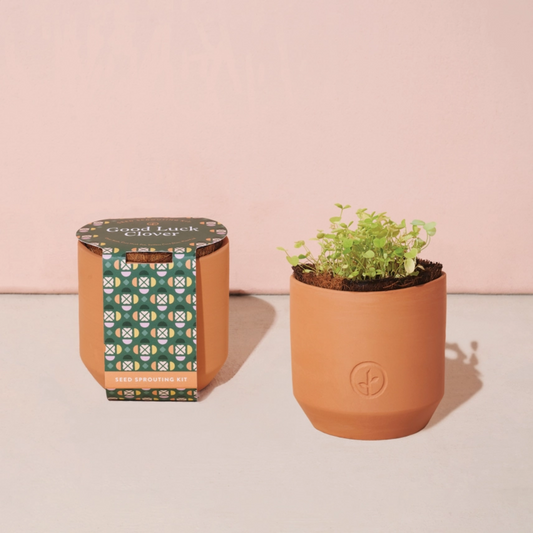 Good Luck Clover grow kit with terracotta planter. Non-GMO seeds, easy setup, built-in drainage. Perfect for holiday gift baskets, sympathy, or celebration gifts.