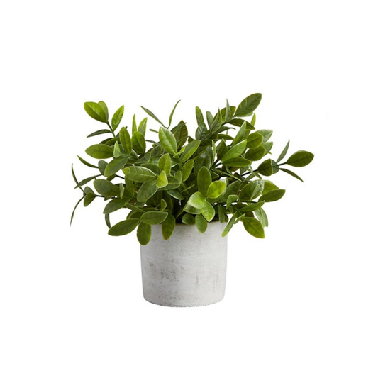 Green potted plant on a white background